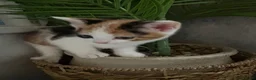 Aegean cats for sale: Aegean Kitten Female looking for forever home ❤️ - Advert 8