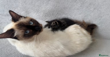Mixed Breed cats in London - Advert 12
