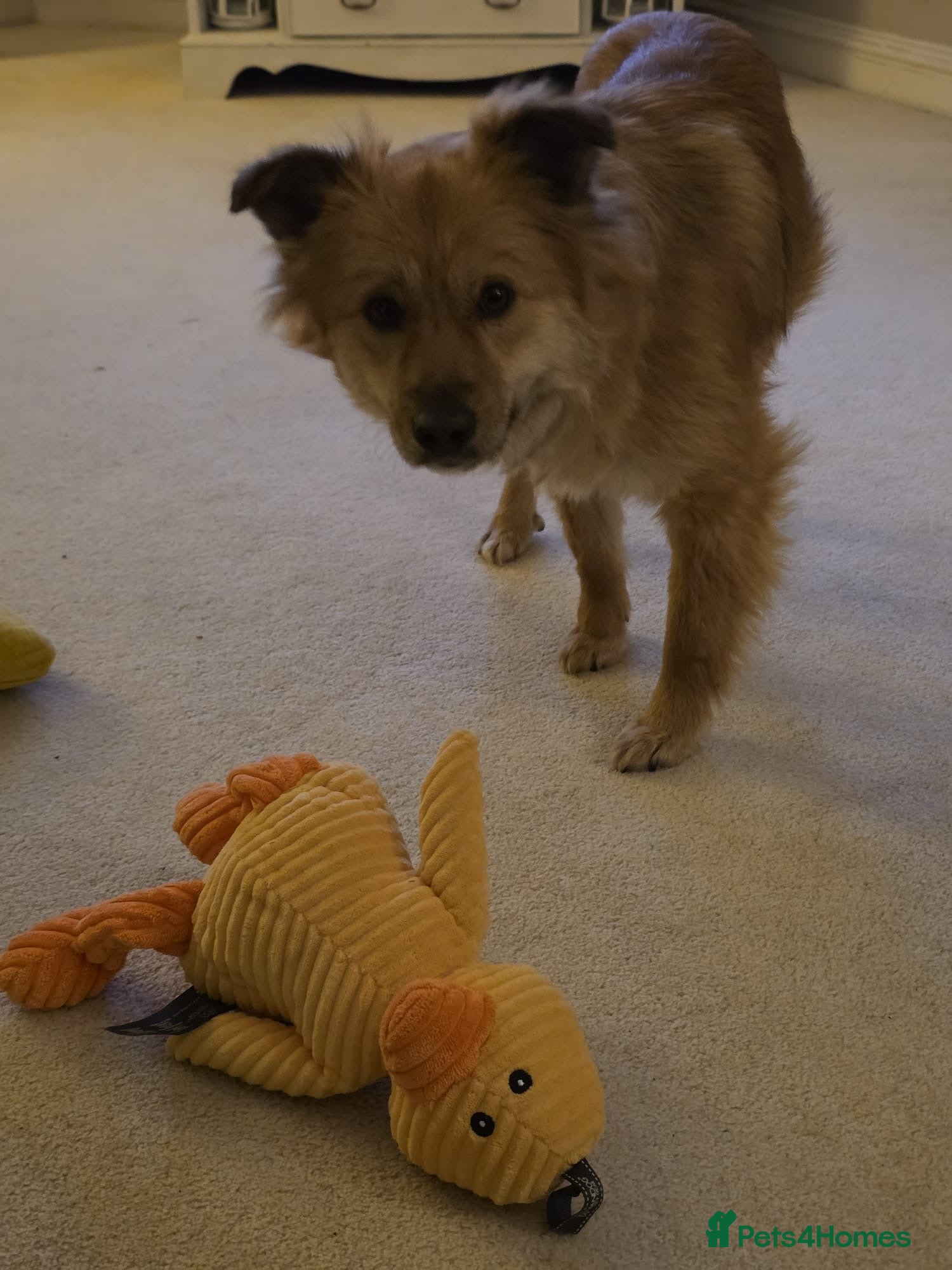 Mixed Breed dogs Enid 🧡 - Advert 2