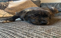 Mixed Breed dogs for sale: Rottweiler cross Akita (rokita) - Image 12