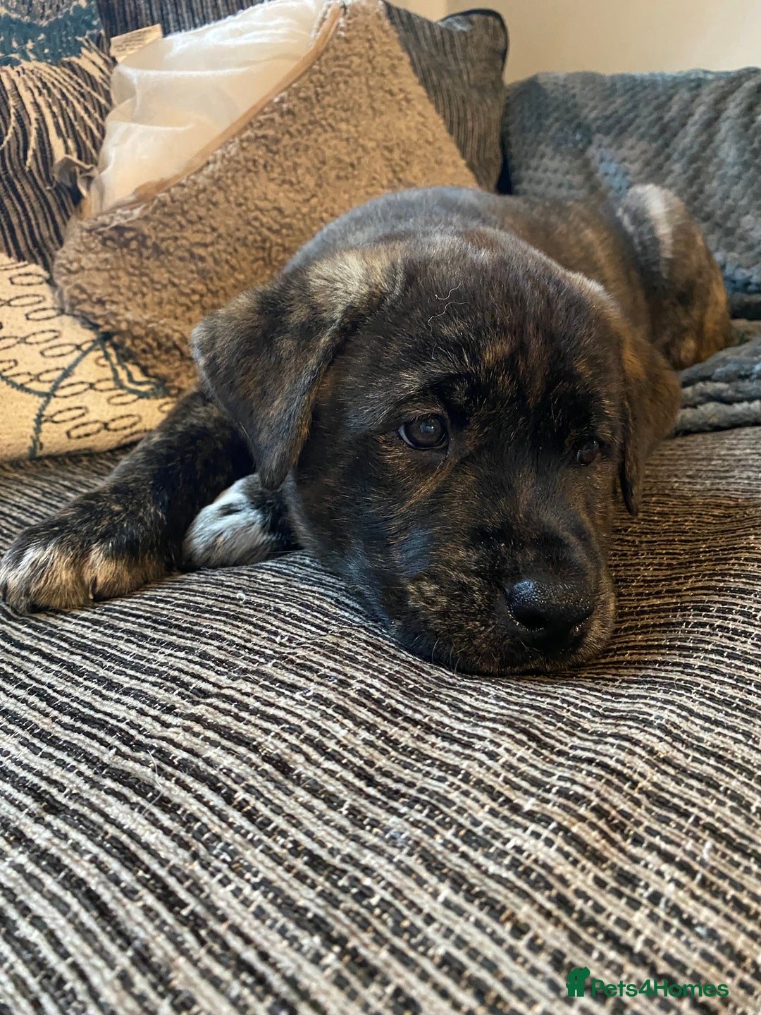 Mixed Breed dogs for sale: Rottweiler cross Akita (rokita) - Image 12