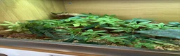 Corn Snake reptiles for sale: Anery corn snake with full enclosure  - Advert 5