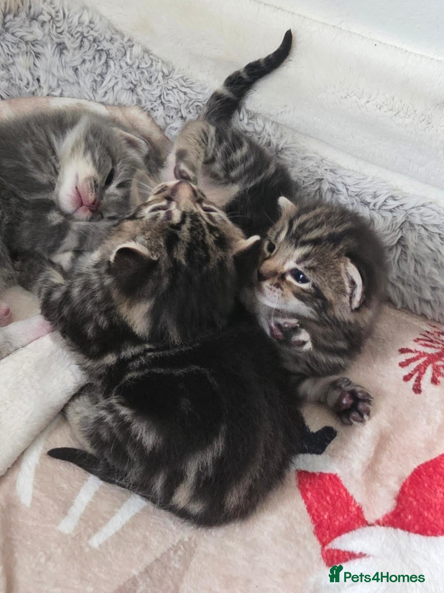 Mixed Breed cats  3 Beautiful female tabby kittens  - Advert 1