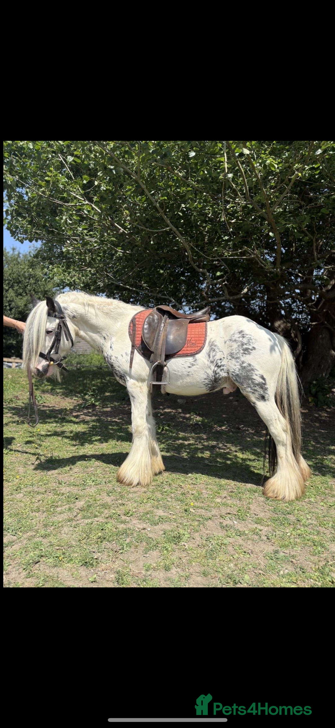 Irish Cob horses for sale: beautiful kids pony project ❤️ - Image 2