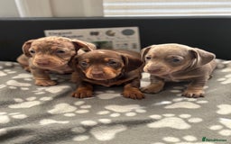 Miniature Dachshund dogs for sale: Beautiful KC Reg Miniature Dachshund Pups - Image 2