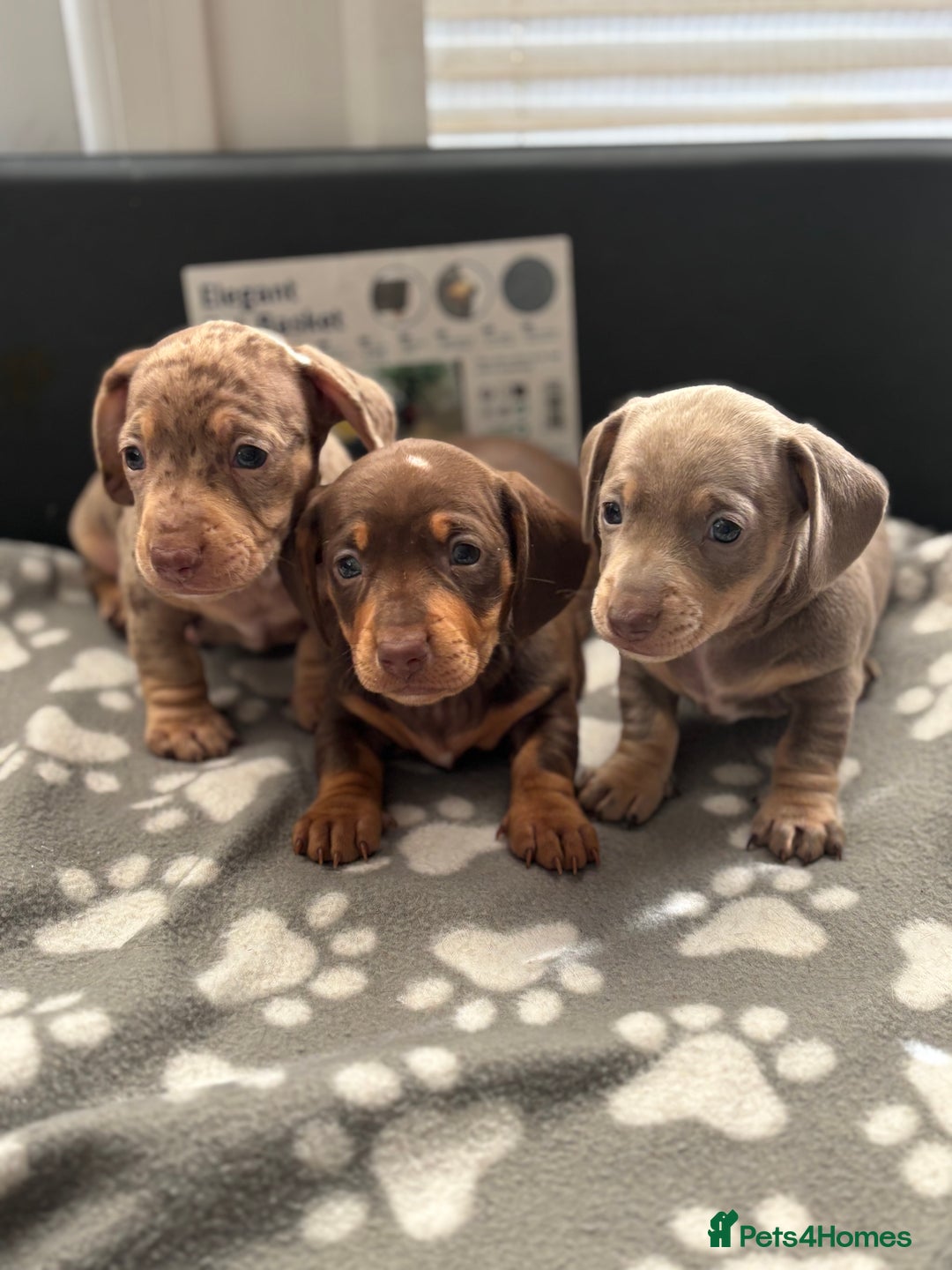 Miniature Dachshund dogs for sale: Beautiful KC Reg Miniature Dachshund Pups - Image 2