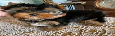 Yorkshire Terrier 1