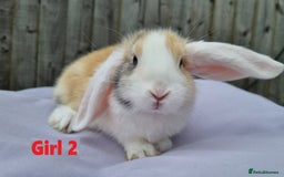 Mini Lop rabbits for sale: Gorgeous Mini Lop X French Bunnies Ready to Go! - Image 26