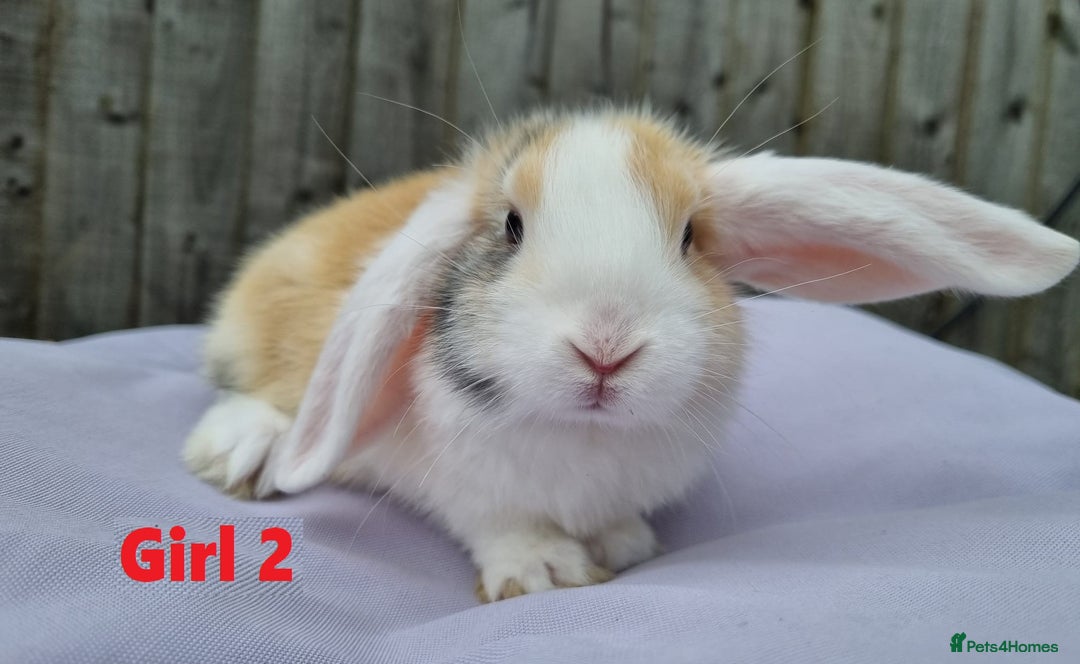 Mini Lop rabbits for sale: Gorgeous Mini Lop X French Bunnies Ready to Go! - Image 26