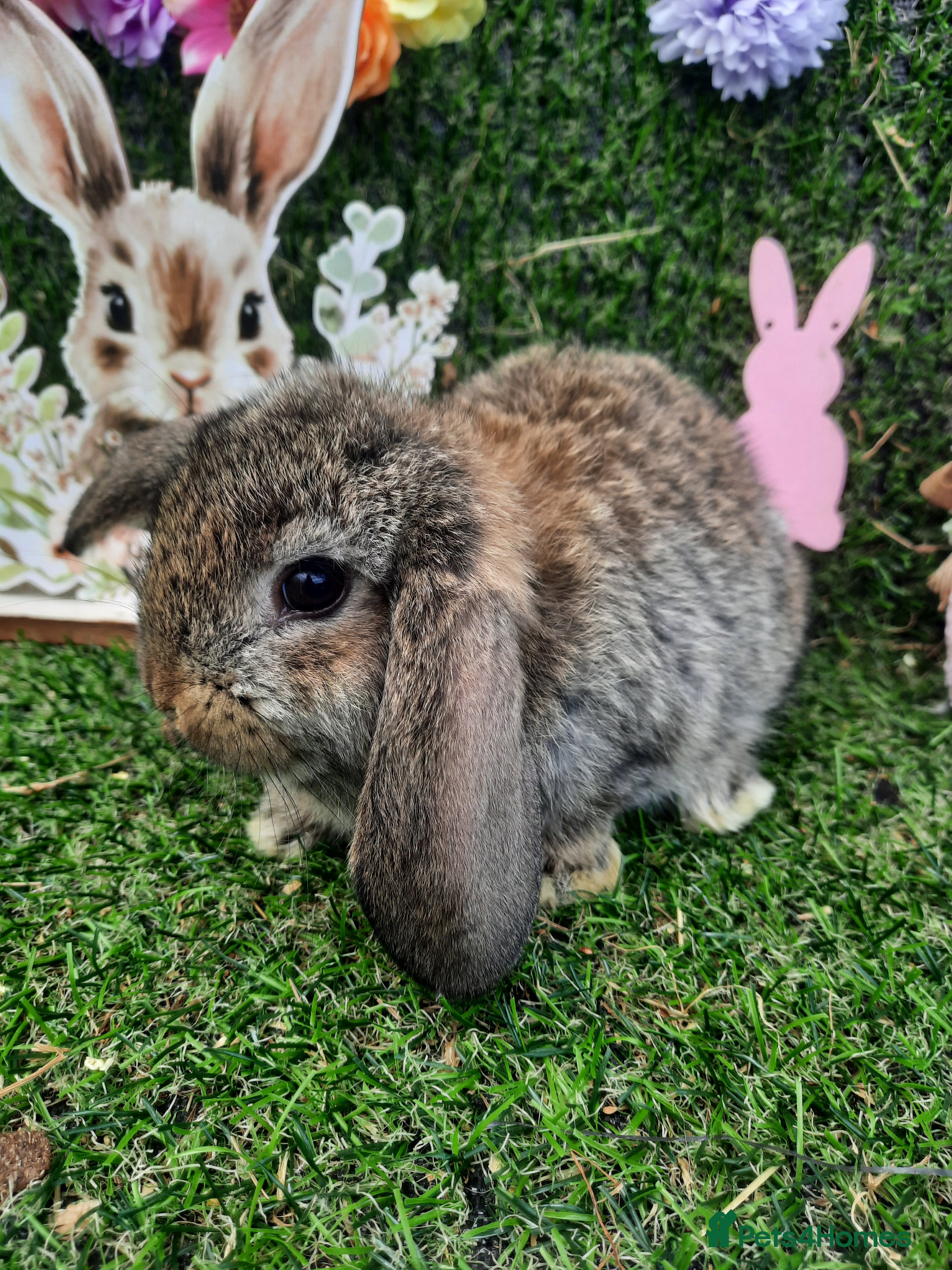 Mini Lop rabbits Mini lop babies ready now last girl - Advert 15