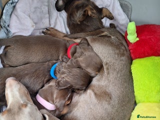 Miniature Dachshund dogs 5 miniature dachshunds - Advert 1