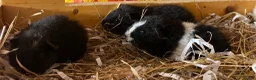 Guinea Pig rodents for sale: Pure bred Teddy boys/boars - Advert 12