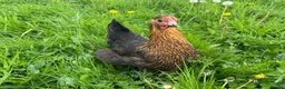 Mixed Breed poultry for sale: Hybrid Pullets POL Vaccinated - Advert 6