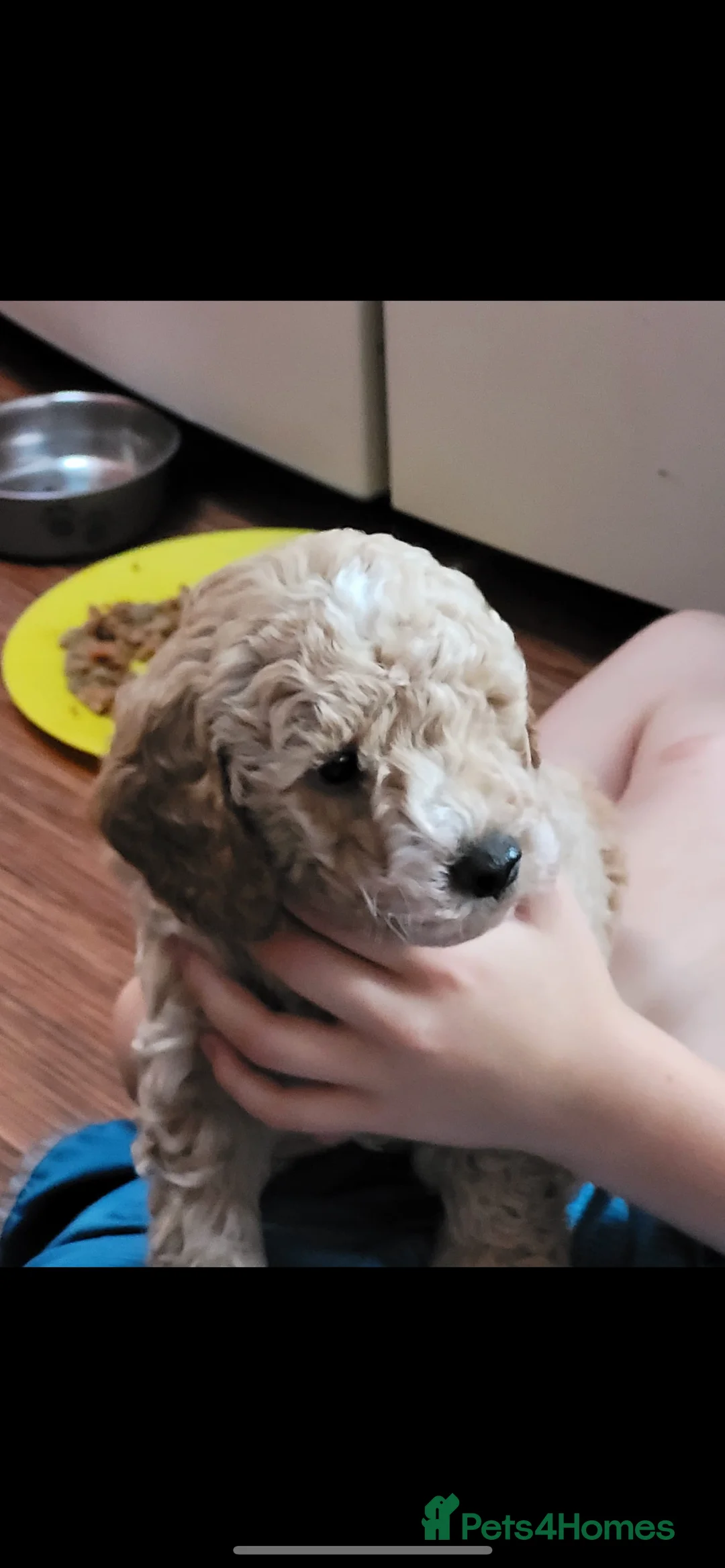Miniature Poodle dogs for stud: Teddy KC Registered/Health tested Toy Stud in Wigan - Advert 34