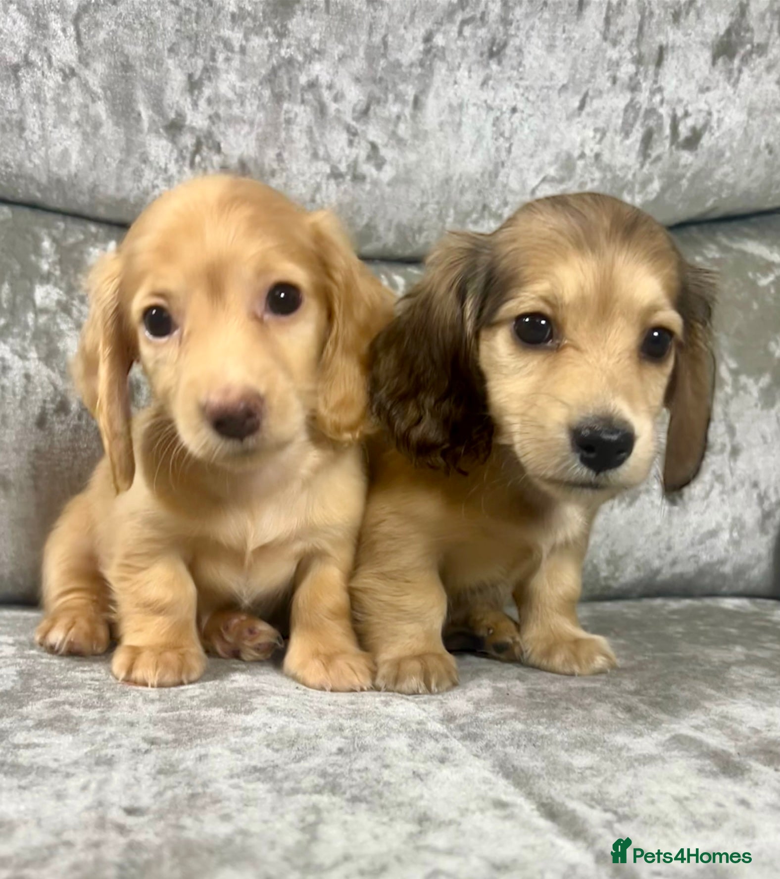Dachshund dogs KC miniature long hair dachshunds for sale - Advert 3