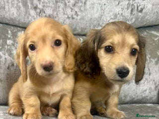 Dachshund dogs KC miniature long hair dachshunds for sale - Advert 3