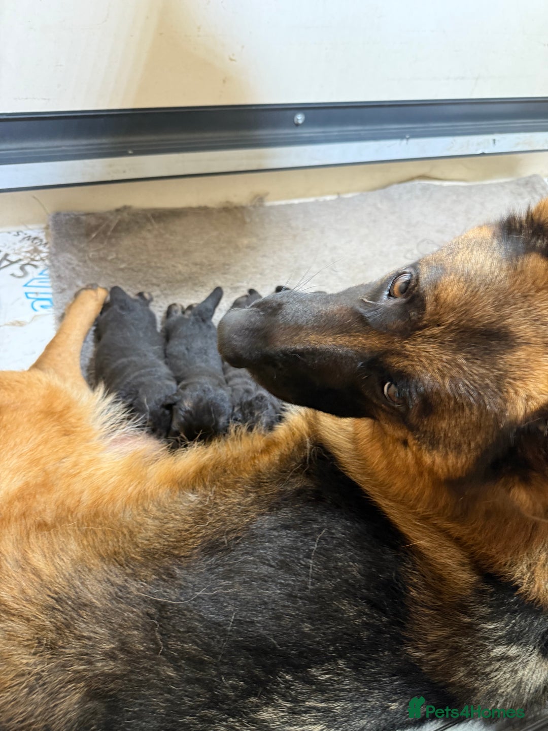 German Shepherd dogs for sale: TOP QUALITY SHOW LINES  - Image 22