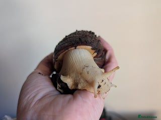 Snails invertebrates Giant African Land Snail - Advert 6