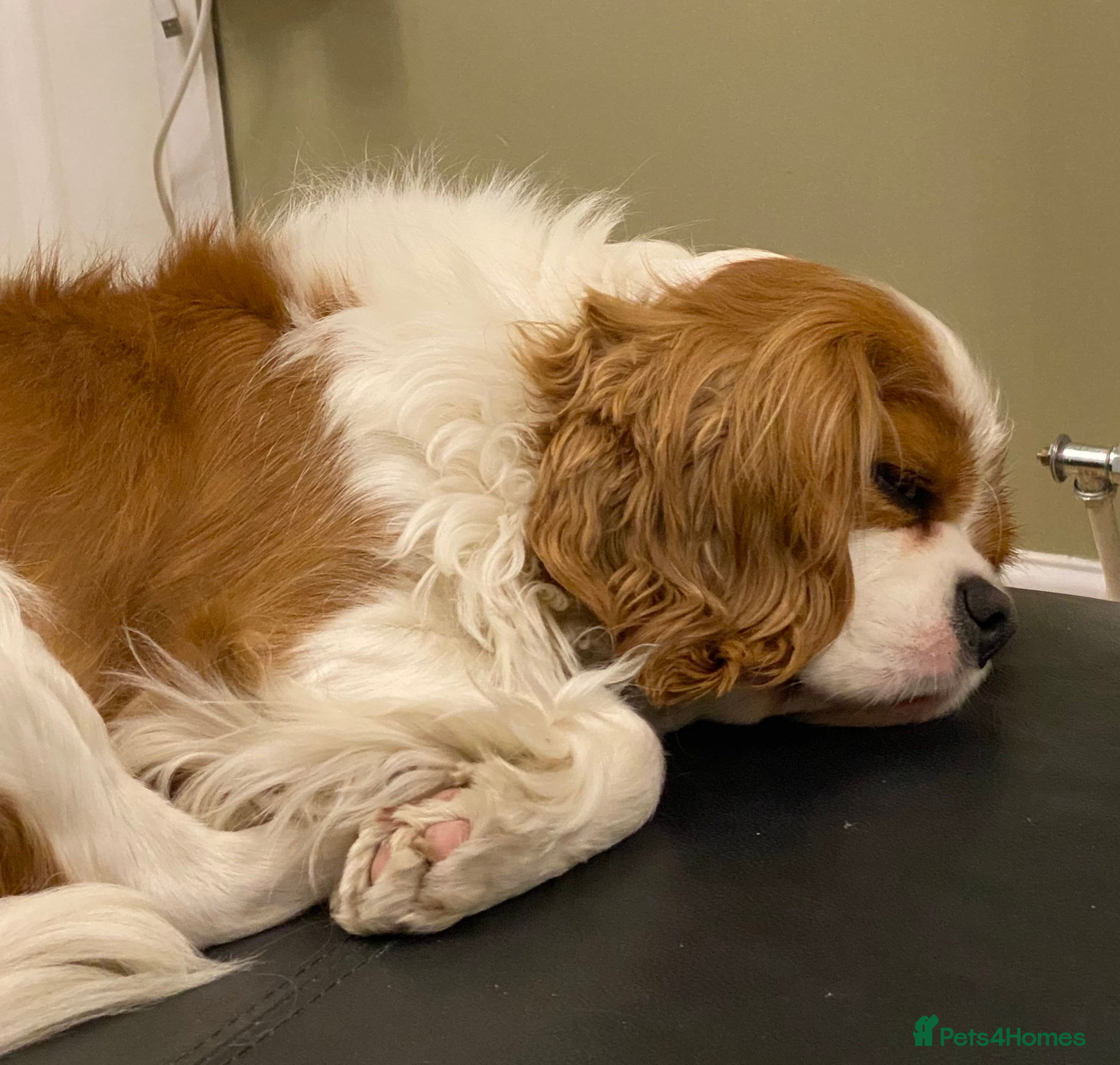 Cavapoo dogs Stunning, health tested, red Cavapoo pups  - Advert 1