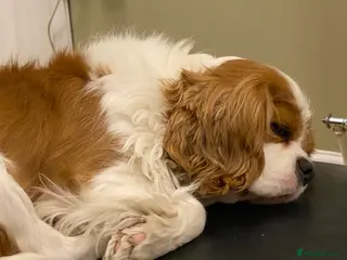 Cavapoo dogs Stunning, health tested, red Cavapoo pups - Advert 1