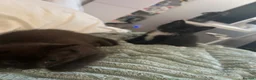 British Shorthair cats for sale: 2 Kittens, tuxedo and black cat (description) in Cirencester - Advert 10