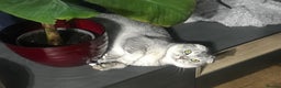 Scottish Fold cats for sale: 4 Scottish fold and British shorthair mix kittens - Advert 3