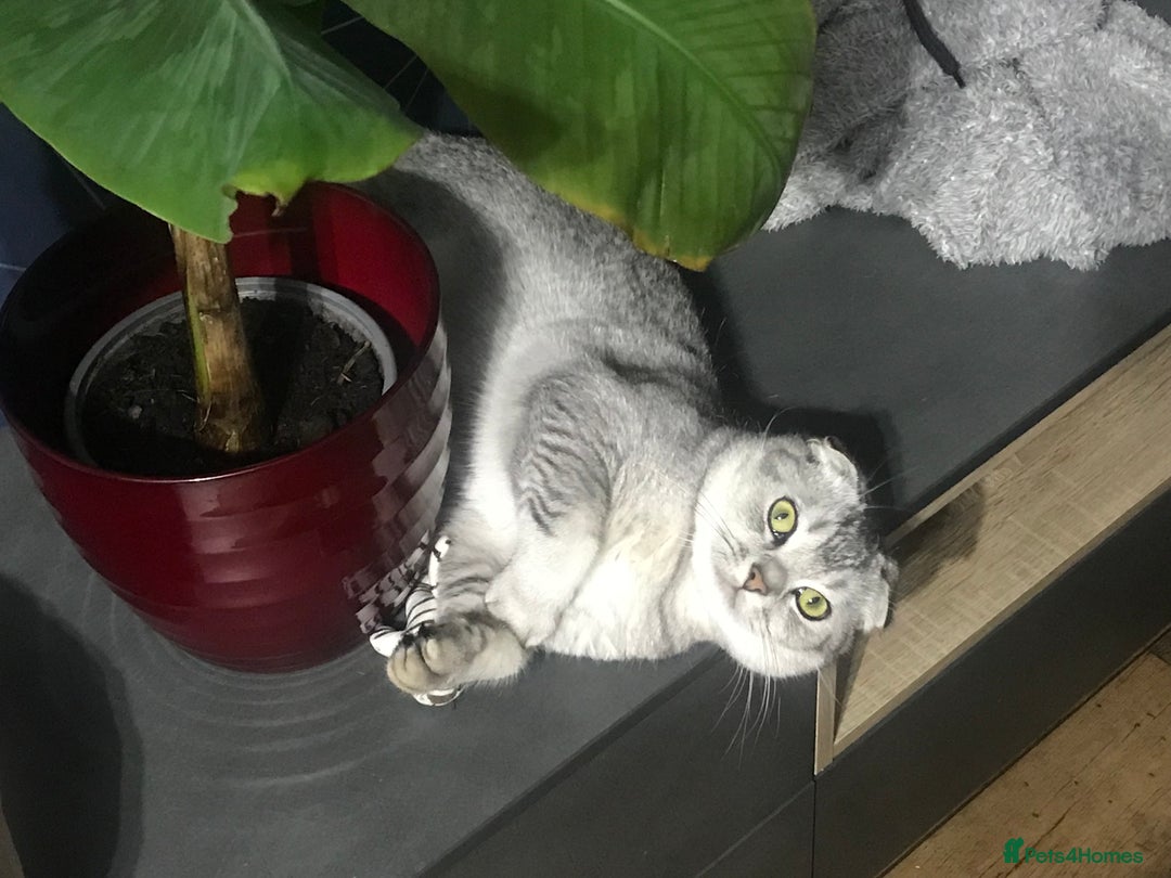 Scottish Fold cats for sale: 4 Scottish fold and British shorthair mix kittens - Advert 3