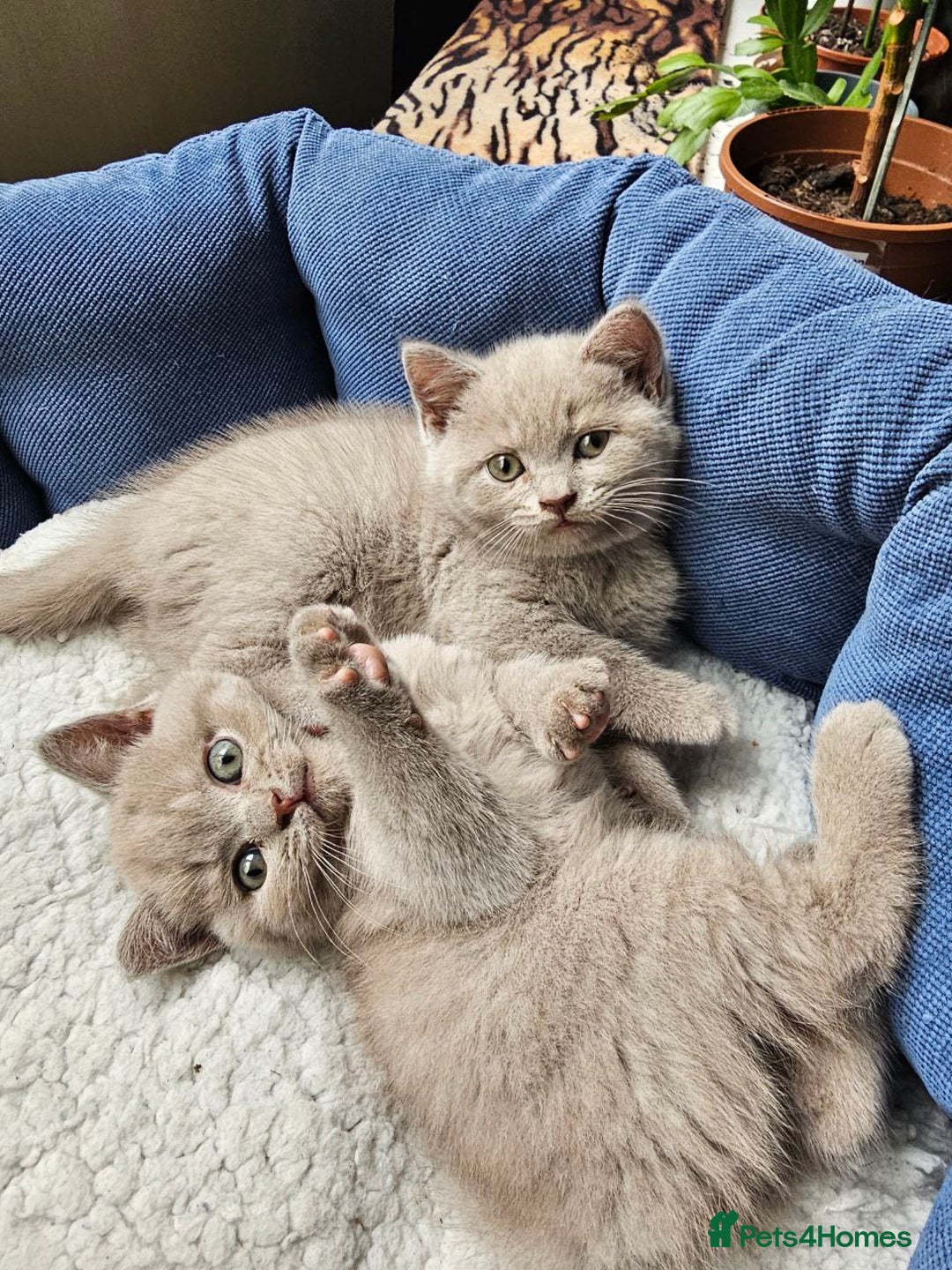 British Shorthair cats for sale: British Shorthair - Ready for Their Forever Homes! - Image 9