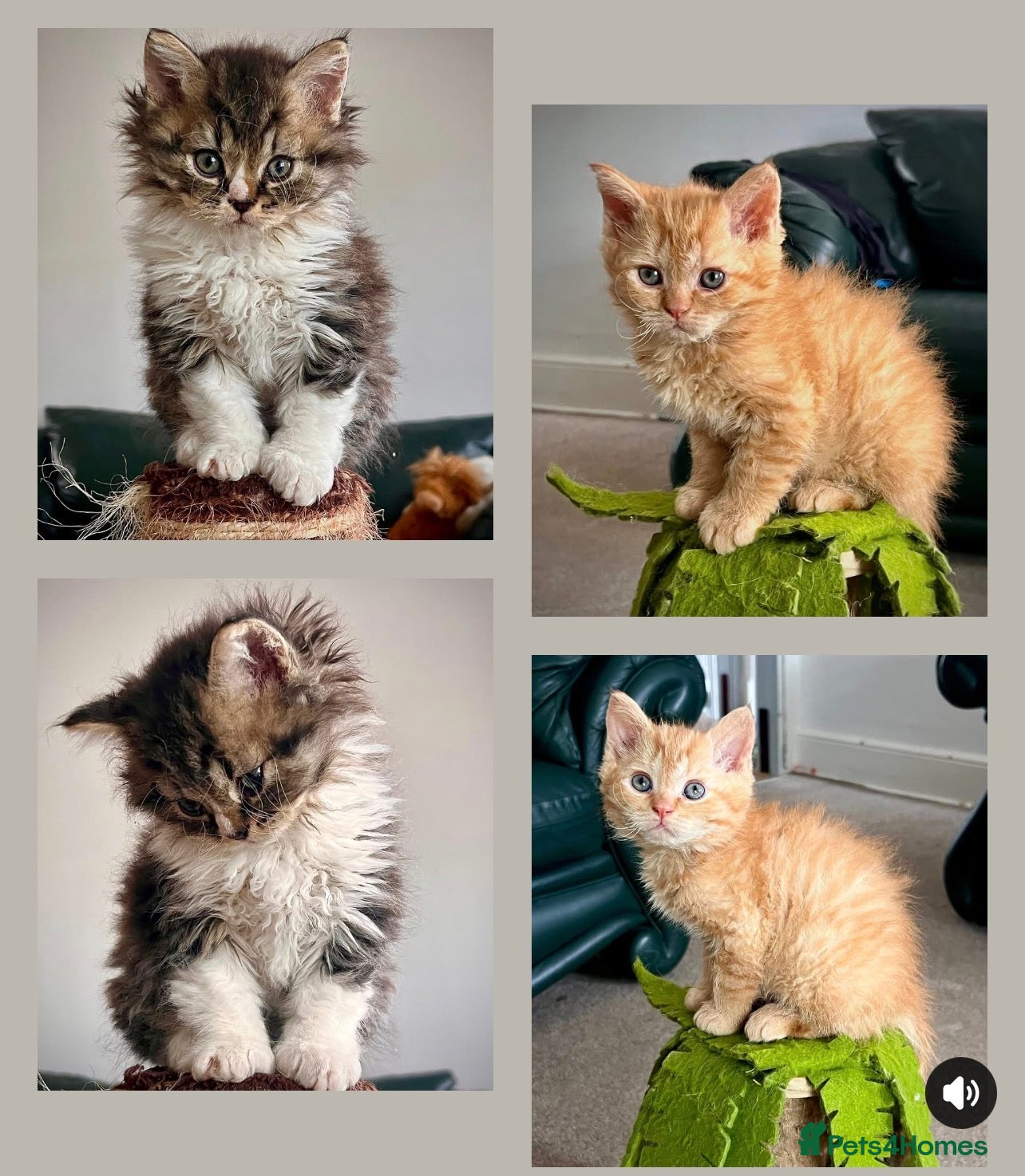 Selkirk Rex cats Beautiful Selkirk rex kitten  - Advert 1