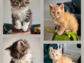 Selkirk Rex cats Beautiful Selkirk rex kitten - Advert 7