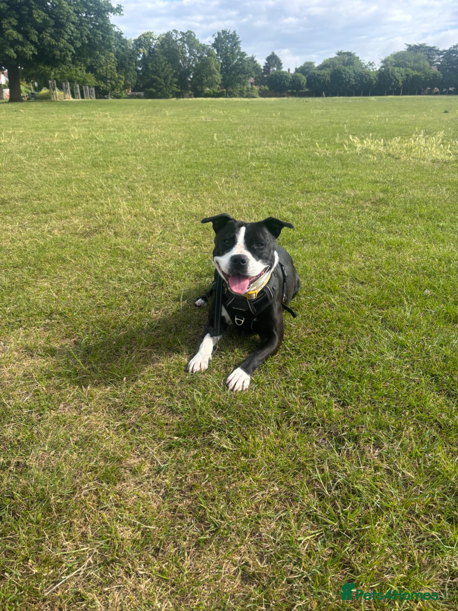 Mixed Breed dogs Staffordshire bull terrier cross  - Advert 15