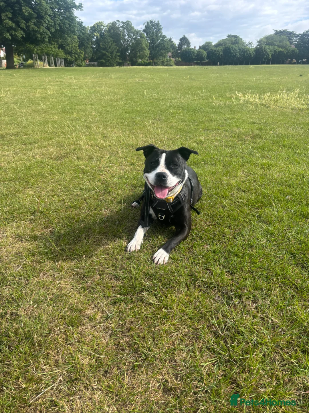 Mixed Breed dogs for sale: Staffordshire bull terrier cross  - Advert 1