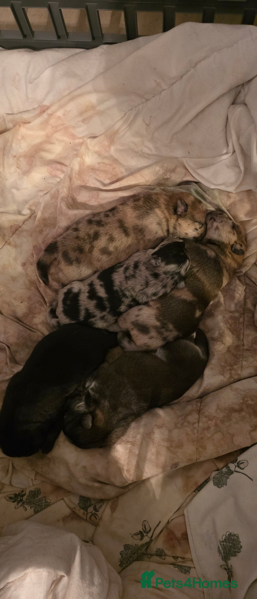 Mixed Breed dogs for sale: Adorable Merle Chowski's for sale  - Advert 13