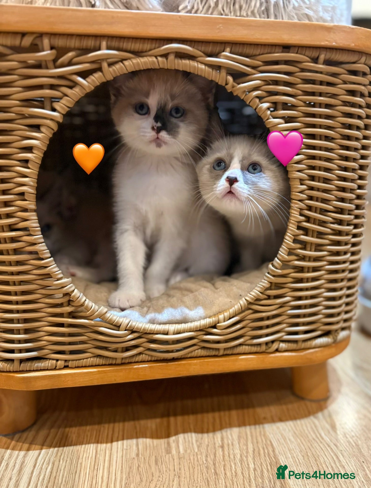 Ragdoll cats for sale: Looking for perfect furry companion?❤️🐾😻 - Advert 1
