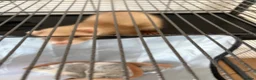 Ferret rodents for sale: Ferret  - Advert 3
