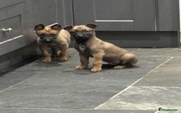 Belgian Shepherd Dog dogs for sale: Belgian shepherd pups REDUCED,! - Image 8