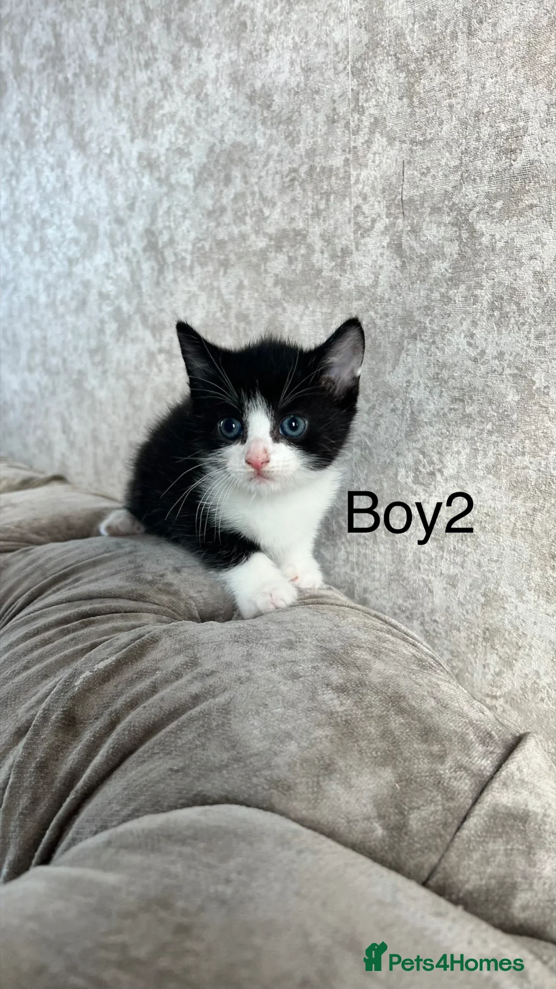 Mixed Breed cats for sale: 5 Gorgeous Kittens  - Advert 2