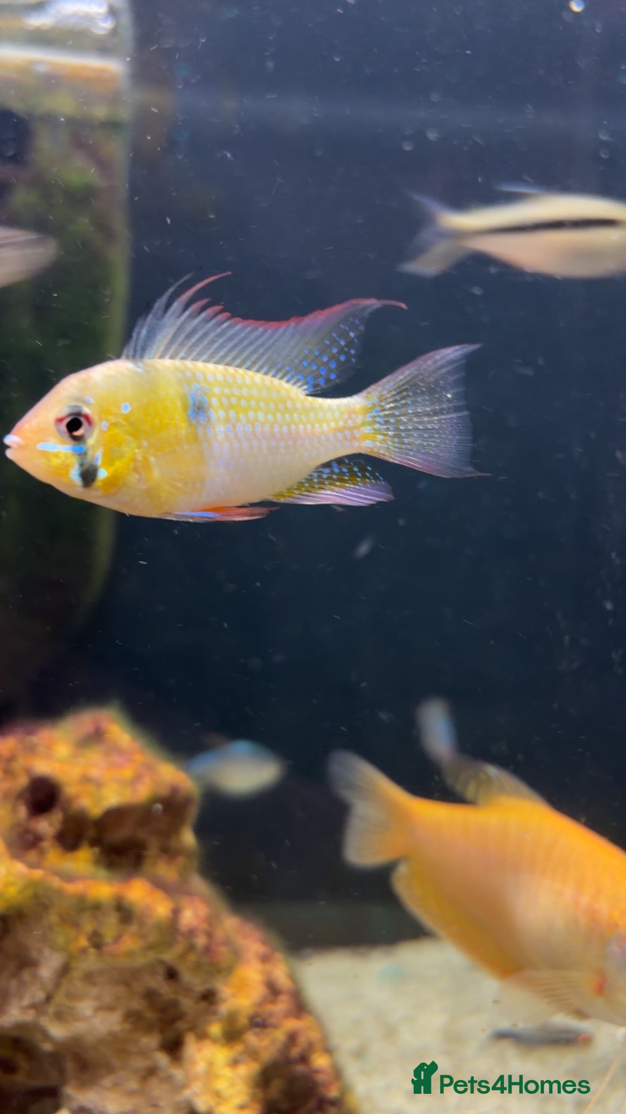 Cichlids fish Rams  - Advert 2