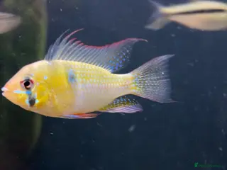 Cichlids fish Rams - Advert 2