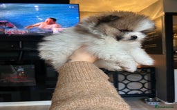 Pomeranian dogs for sale: Unique patterned Pomeranians 🩵🩷 - Image 12