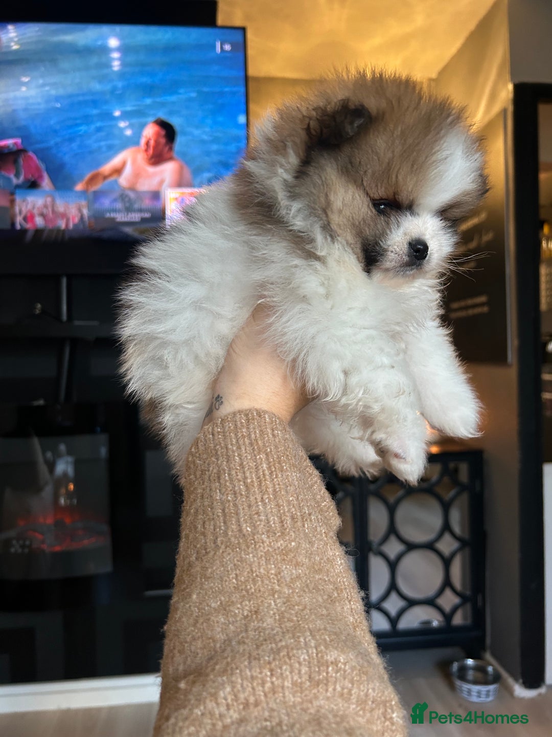 Pomeranian dogs for sale: Unique patterned Pomeranians 🩵🩷 - Image 12