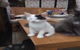 Turkish Van cats for sale: Turkish van mix maicoon  - Image 3