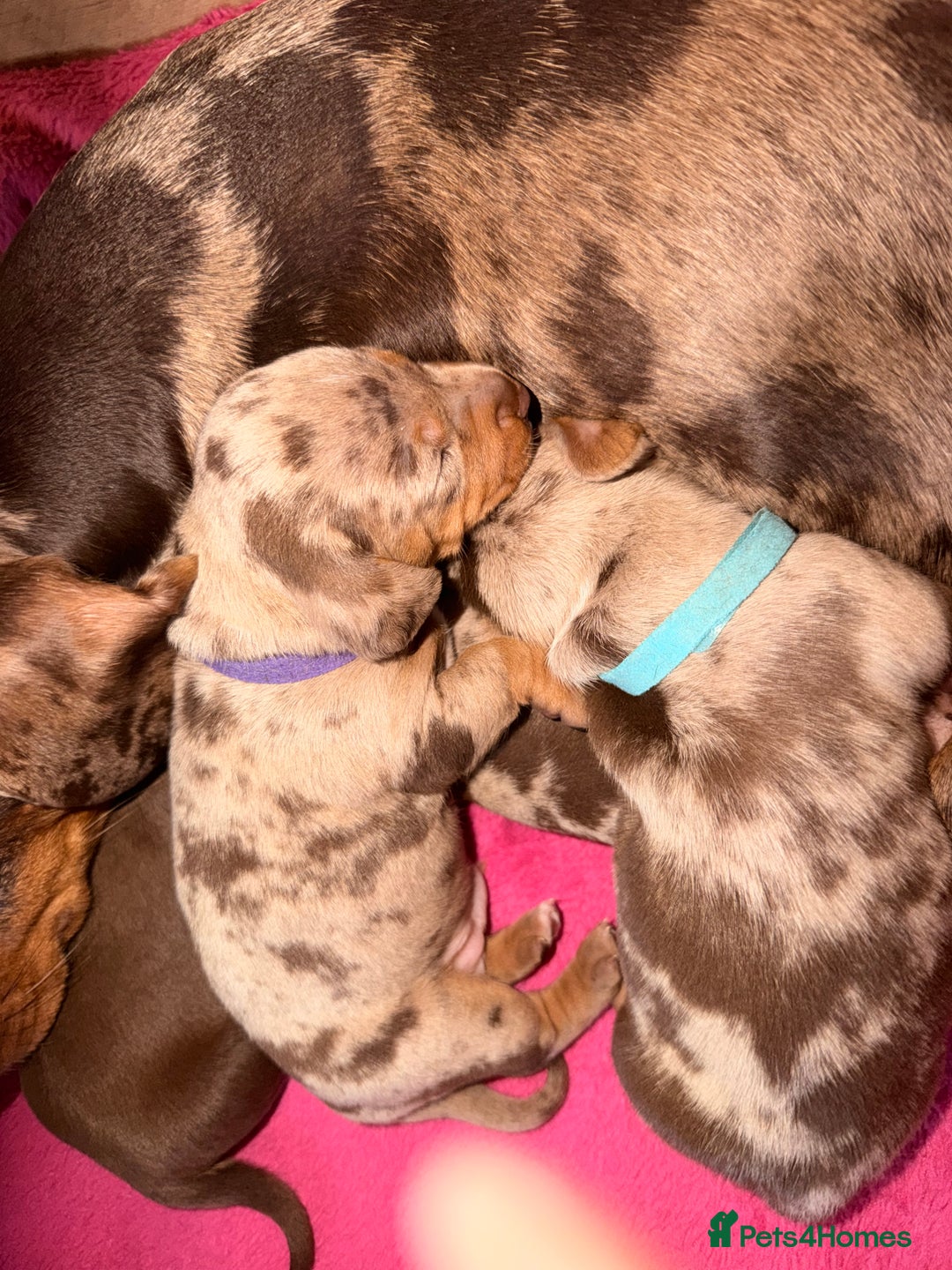 Miniature Dachshund dogs for sale: Miniature Dachshunds puppy's for sale.  - Advert 4