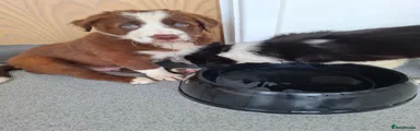 Border Collie 2