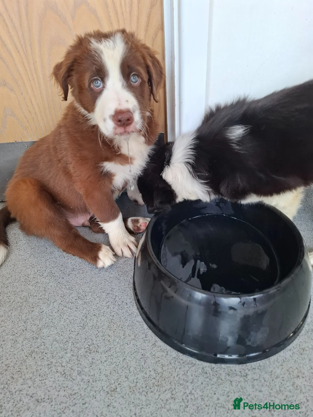 Border Collie dogs for sale: Brown Male Collie - Advert 6