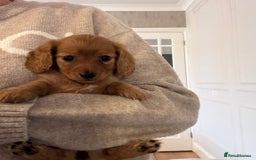 Miniature Dachshund dogs for sale: True KC miniature dachshund  - Image 2