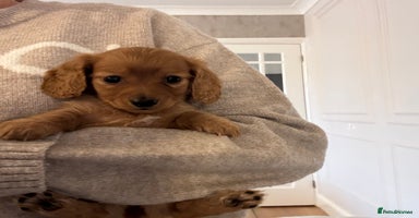 Miniature Dachshund dogs - Advert 2