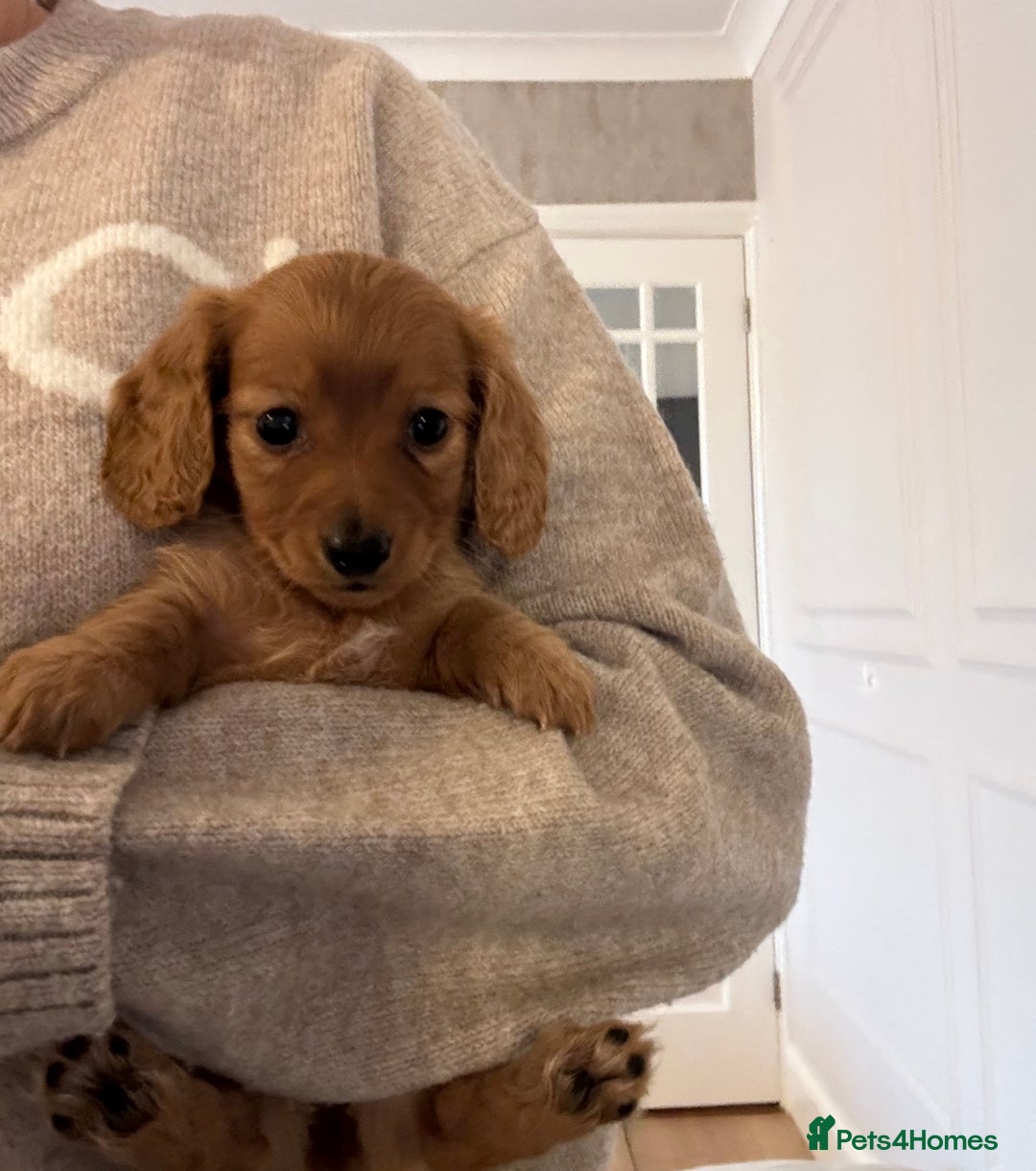 Miniature Dachshund dogs for sale: True KC miniature dachshund  - Image 2