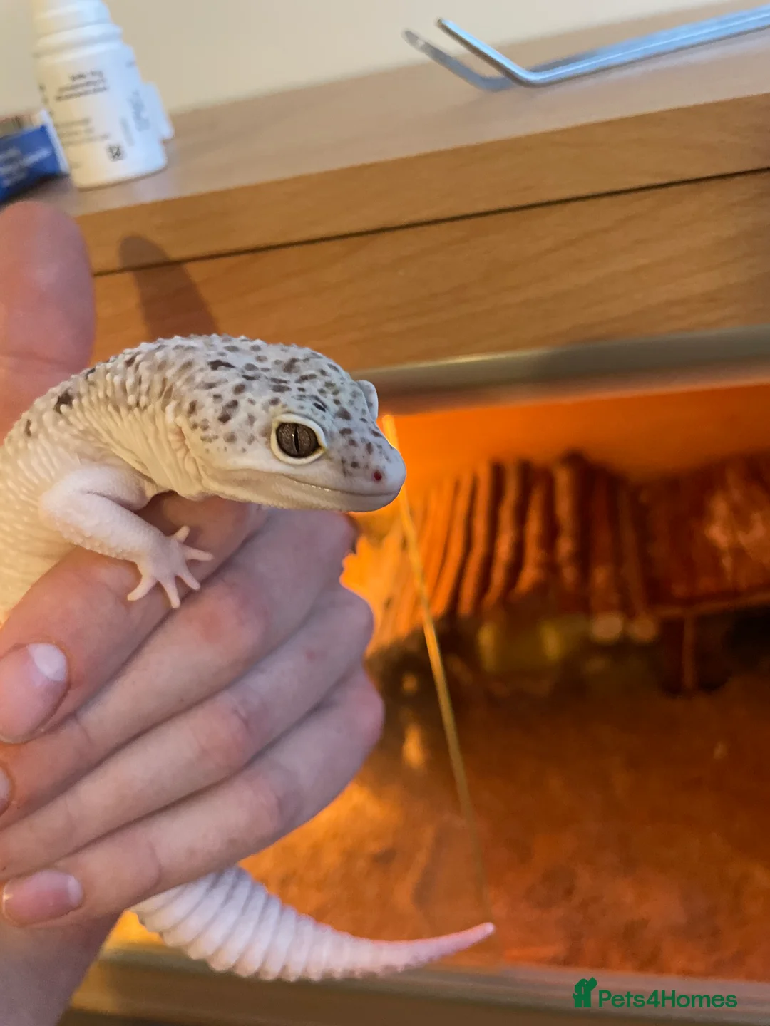 Leopard Gecko reptiles for sale: Leopard gecko high end morph  in Huddersfield - Advert 2