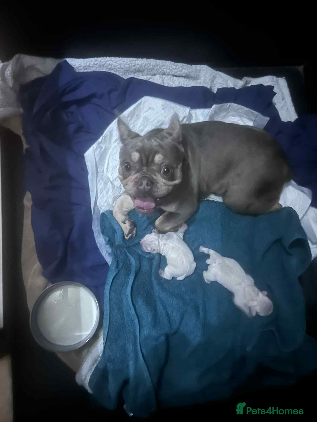 French Bulldog dogs for sale: Platinum French bulldog  - Image 4